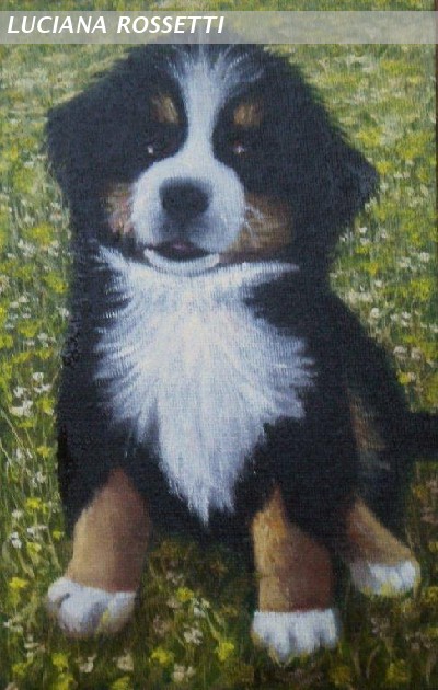 cucciolo di bernese 