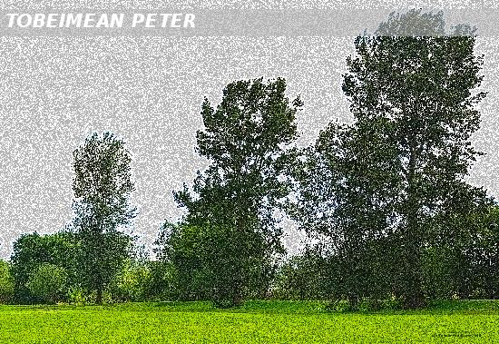 Along the Nooksack River